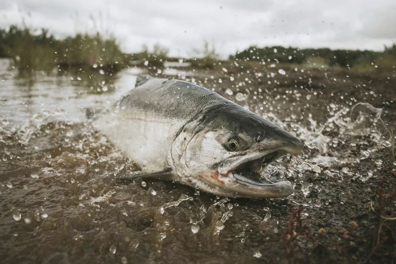 Naknek Village/Bristol Bay lakes