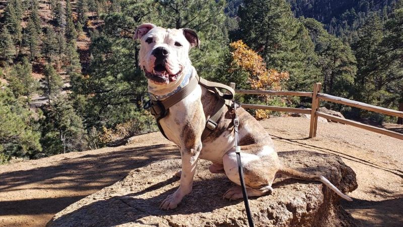 Know and follow the leash rules