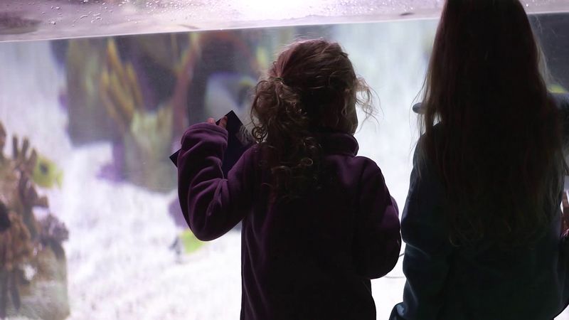 Meet Benson: A Rescued Green Sea Turtle