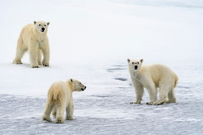 Canada (Arctic/North)