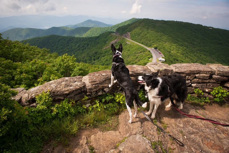 Road-Trip and Hike Along the Blue Ridge Parkway (Craggy Gardens & Craggy Pinnacle)