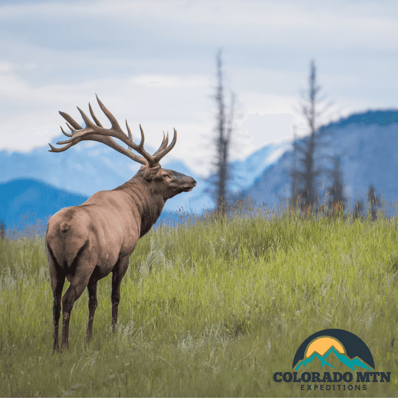 Peaceful Nature & Wildlife