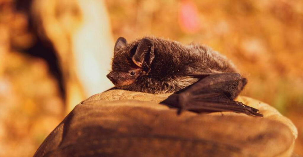 West Virginia’s Creepiest Bat Caves Not for the Claustrophobic