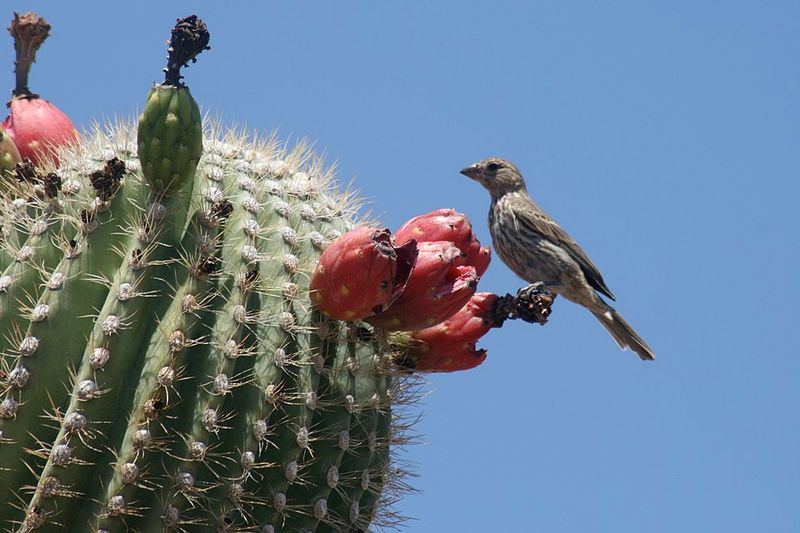 Saguaro Fruit (Bahidaj)