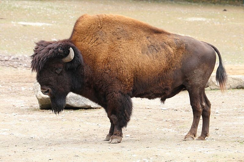 Bison (And Pemmican)