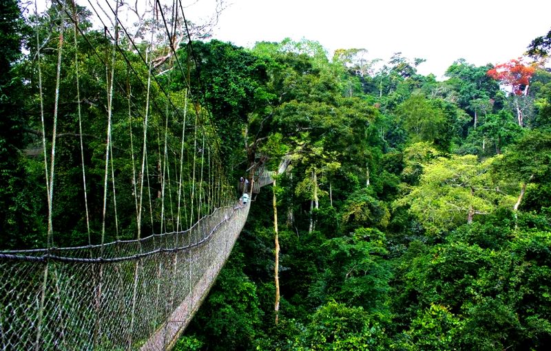 Nyungwe National Park (Rwanda)
