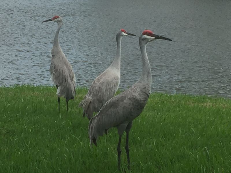 12. Wildlife Is Part of Everyday Life