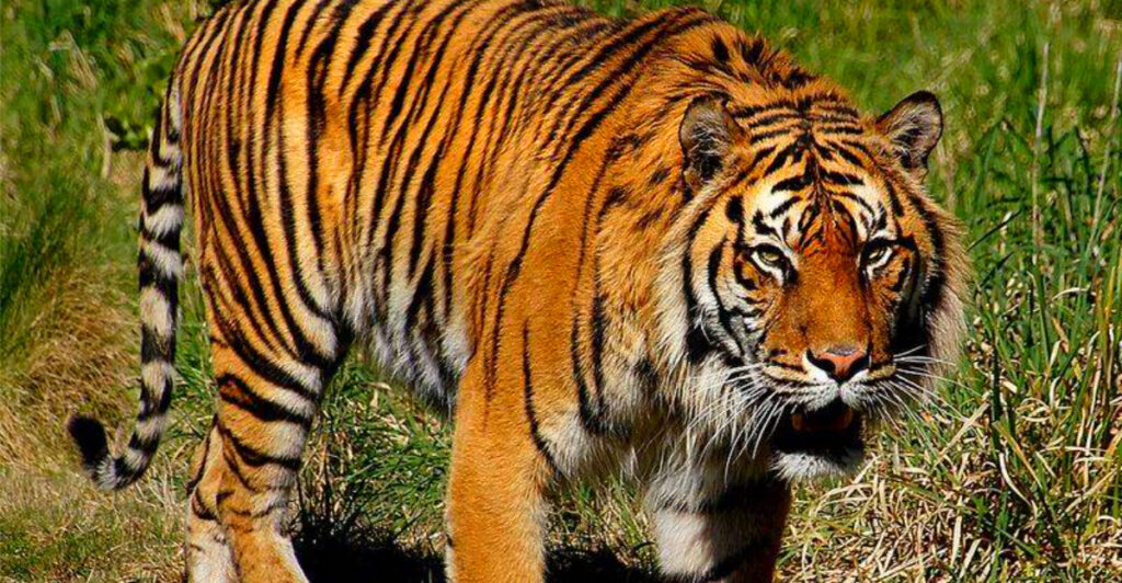 15 Animals Scientists Say Could Go Extinct Sooner Than Expected