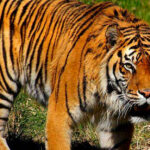 15 Animals Scientists Say Could Go Extinct Sooner Than Expected