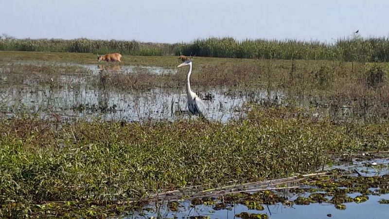 Colonia Carlos Pellegrini (Iberá Wetlands)