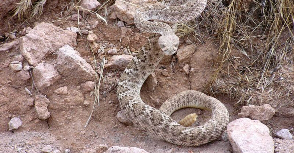16 Incredible U.S. Winter Hideouts Rattlesnakes Call Home