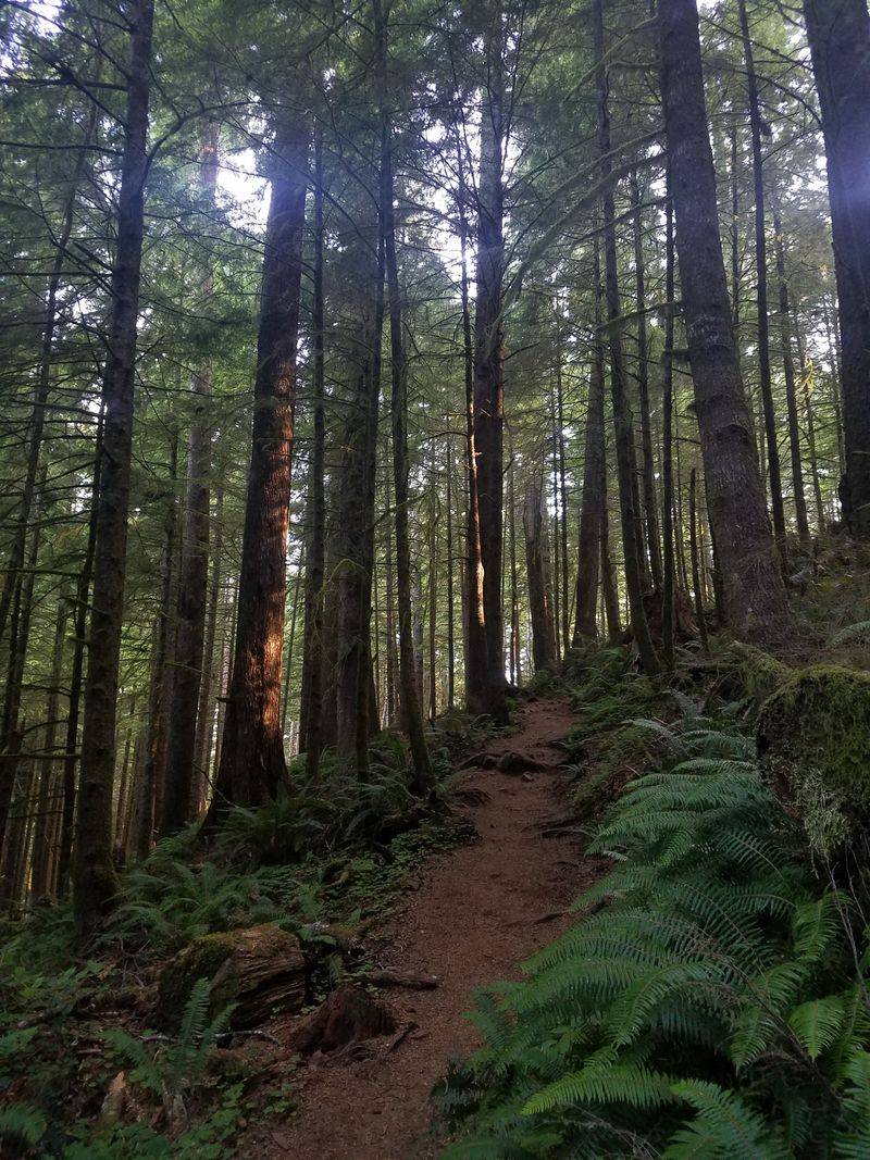 7. Native Oral Traditions Reference Foreign Survivors