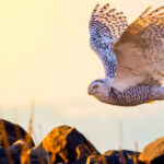 9 Cameras That Capture Birds in Flight Without Blur