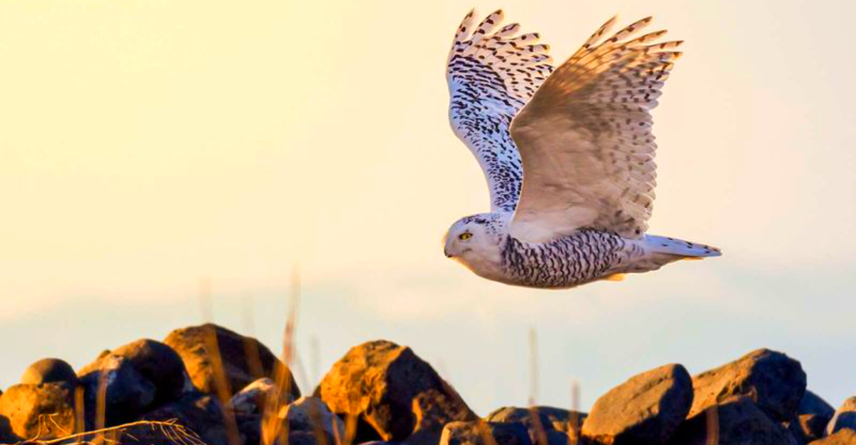 9 Cameras That Capture Birds in Flight Without Blur