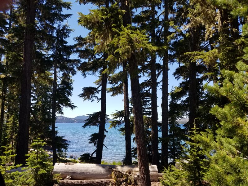 Exploring the Forest