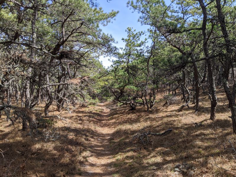 Begins with Quiet Forest Walks