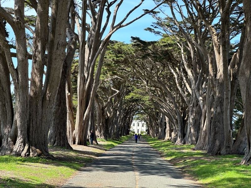 Cypress Tree Tunnel