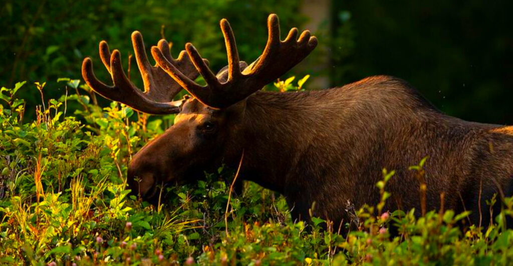 Alaska’s Moose Attack Zones That Locals Fear Most