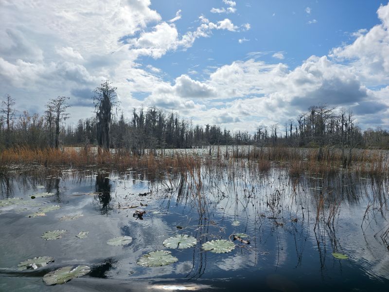 Okefenokee Swamp, Georgia
