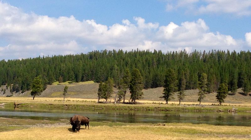 Wildlife, Cottonwoods, and Oxbows