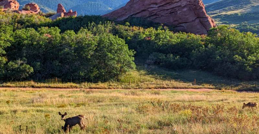 Best Travel Trails in Colorado to Spot Elk and Deer
