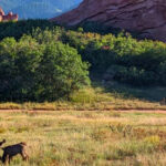 Best Travel Trails in Colorado to Spot Elk and Deer