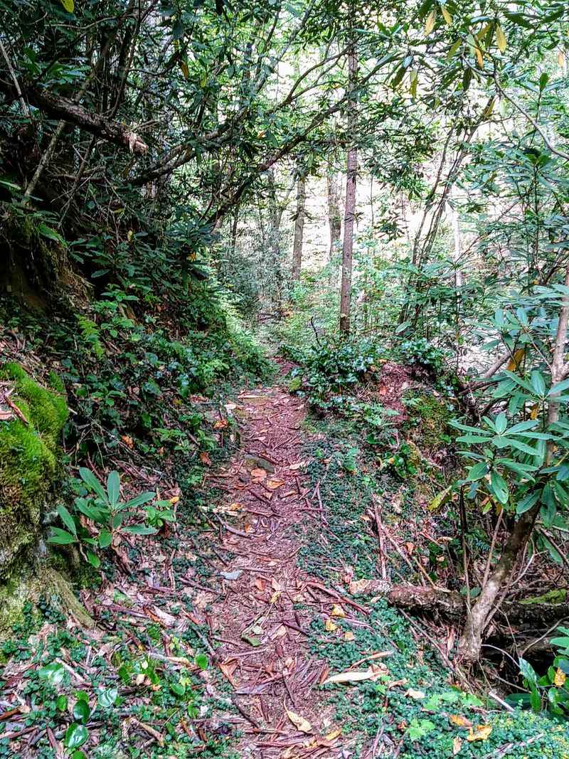 Fork Ridge Trail Approach