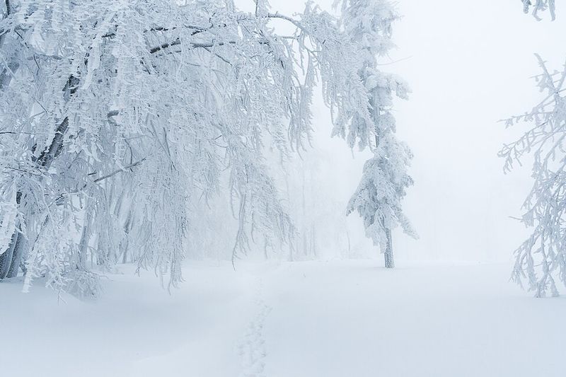 Hefty totals: Up to a foot of snow is forecast from the Ohio Valley through Pennsylvania, upstate New York, and into New England. Heaviest bands may drop ~1 inch/hour.