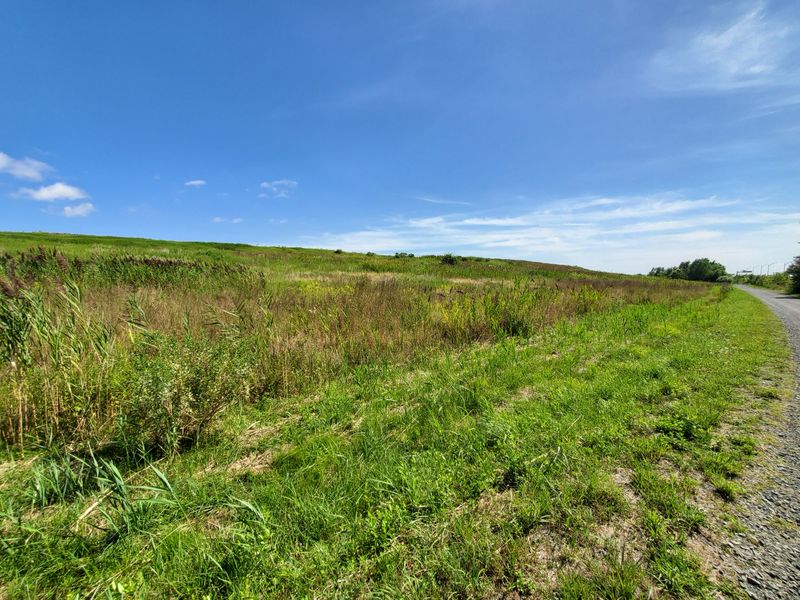 Birdwatching on Jamaica Bay Edge