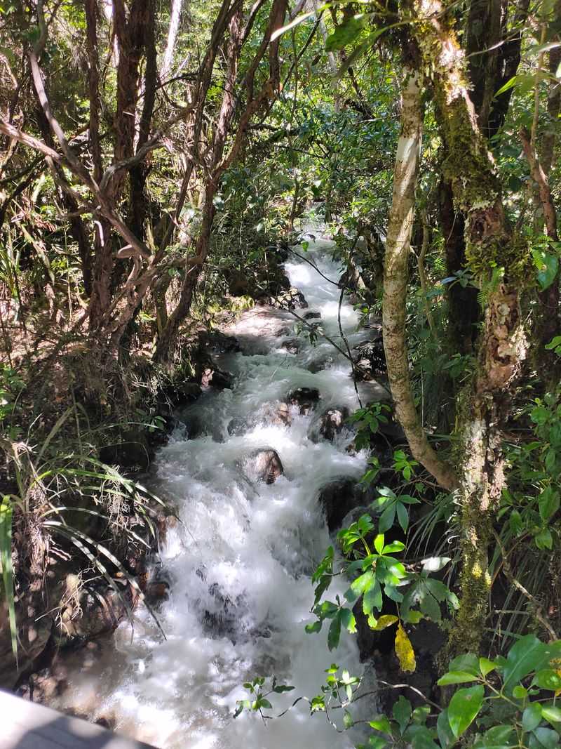 Ketetahi Descent and Forest