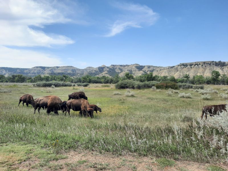 Theodore Roosevelt National Park, North Dakota
