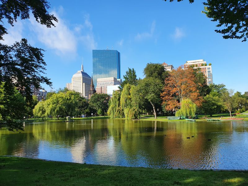 Swan Boats in the Public Garden (Back Bay)