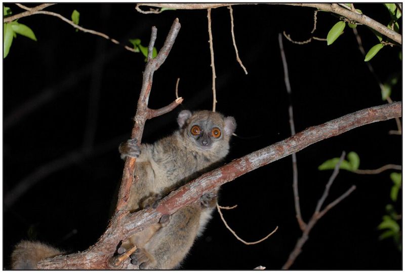 Northern Sportive Lemur
