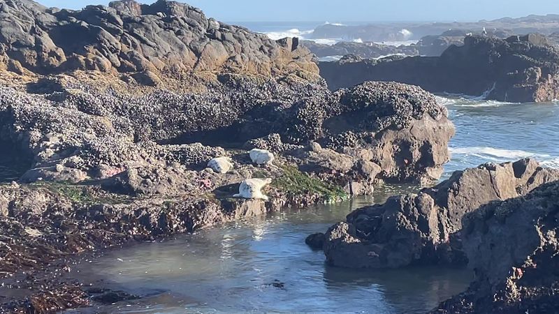 Yachats State Recreation Area Tide Pools