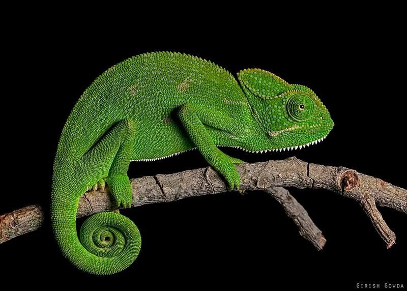 Chameleons Don't Change Color Only to Match Their Background