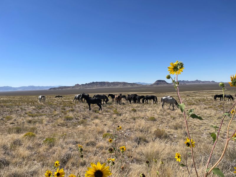 Dugway & West Desert, Utah