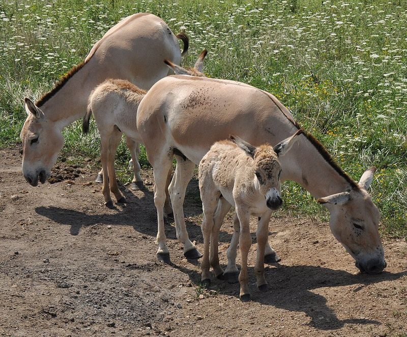 Persian Onager