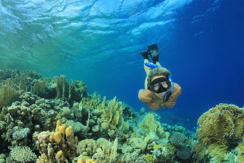 Snorkel the Living Coral Reef
