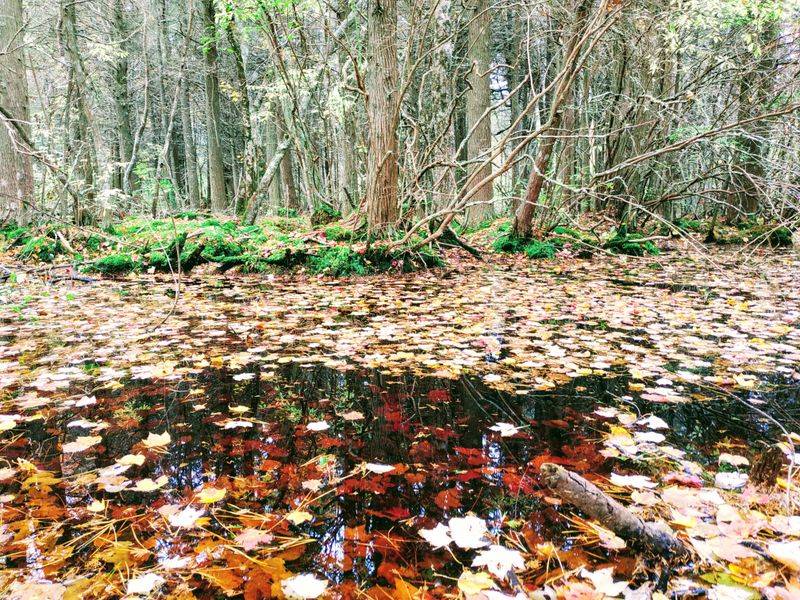 Seasonal Beauty All Year