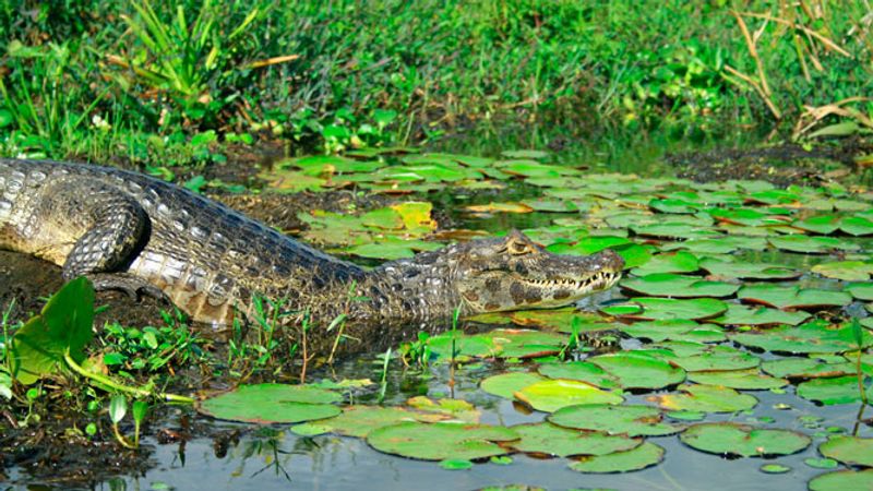 Esteros del Iberá (Colonia & wetlands region)