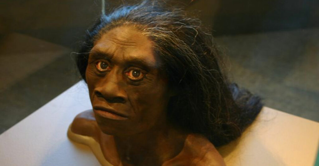 Could the Real-Life “Hobbit” Still Be Alive? 15 True Facts About Homo floresiensis