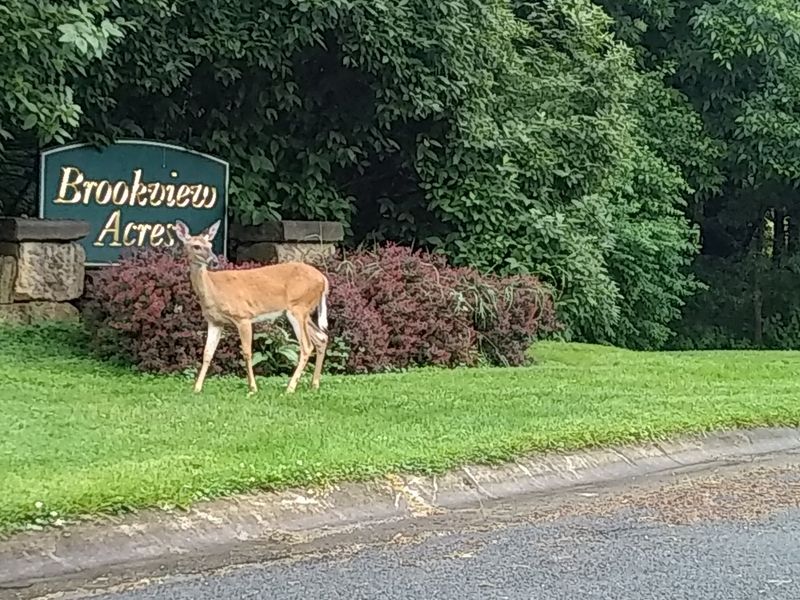 Wildlife Along the Canalway