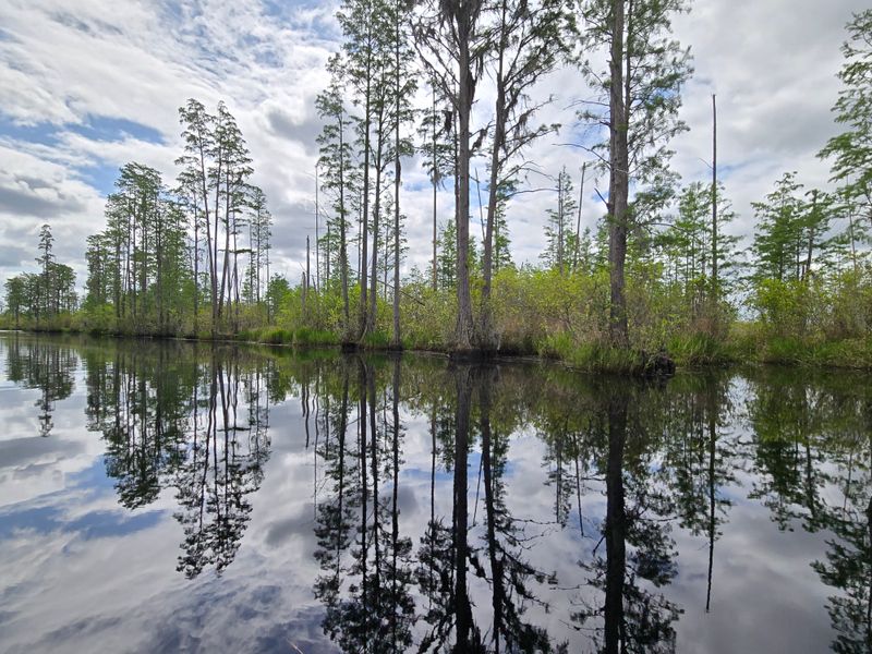 Okefenokee National Wildlife Refuge, Georgia