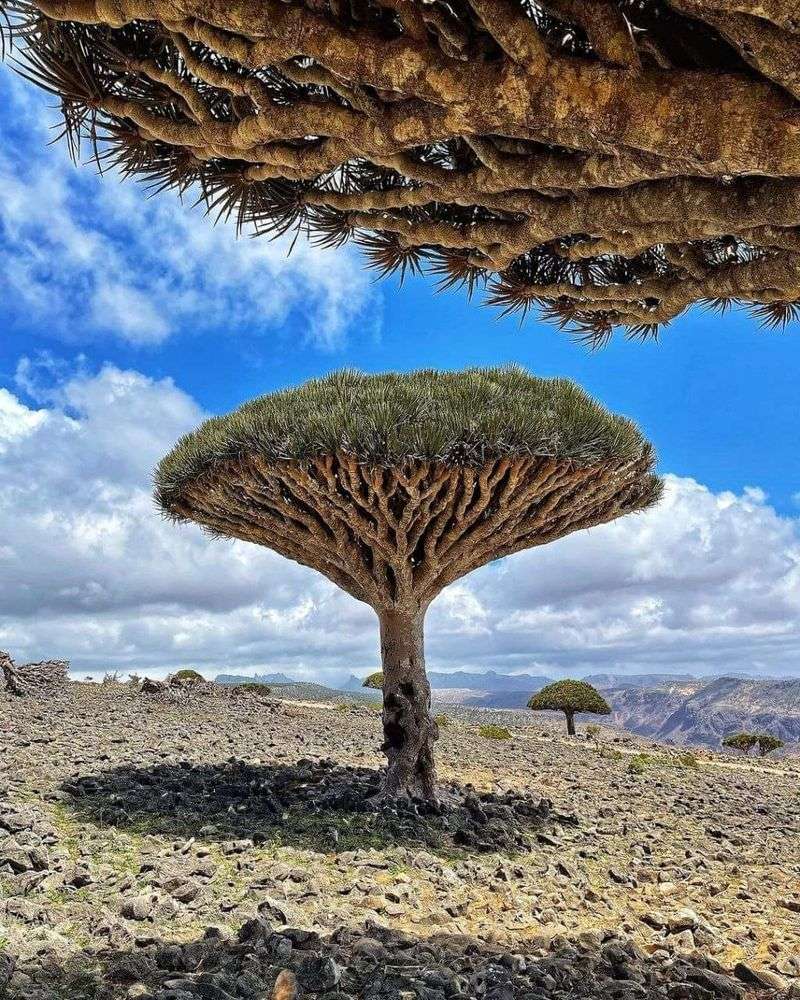 Socotra Island — Yemen