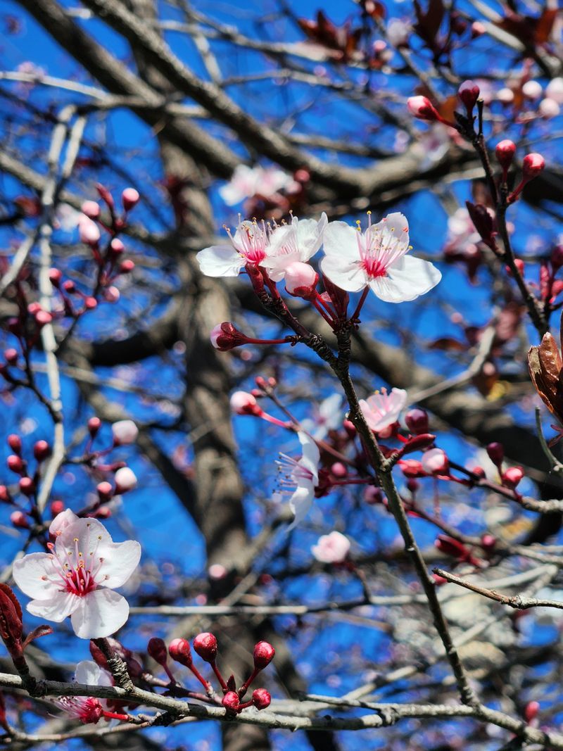 San Leandro Cherry Tradition