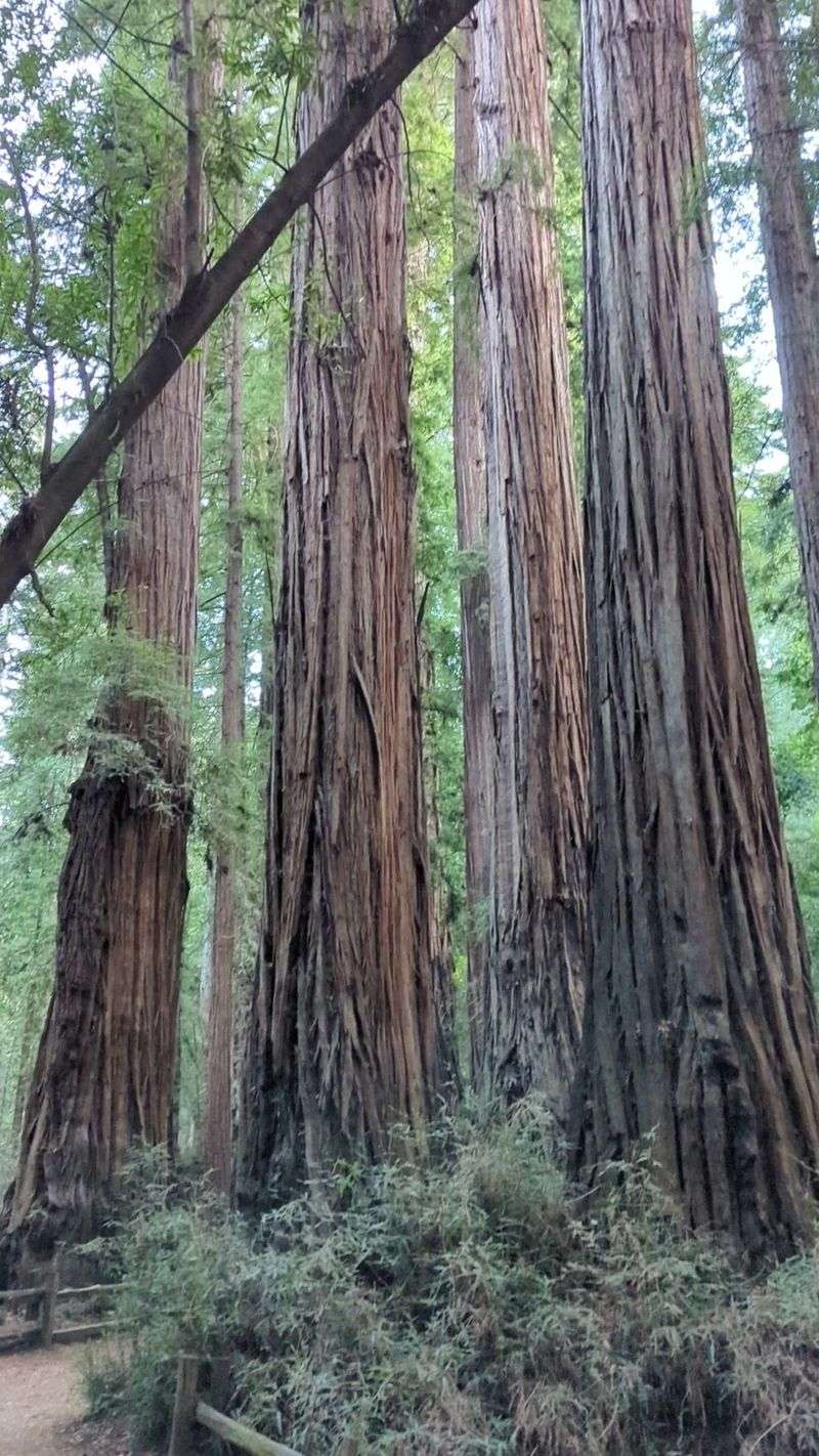 Giant Trunks on the Redwood Grove Loop Trail