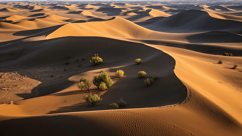 Saxaul and Survival Strategies