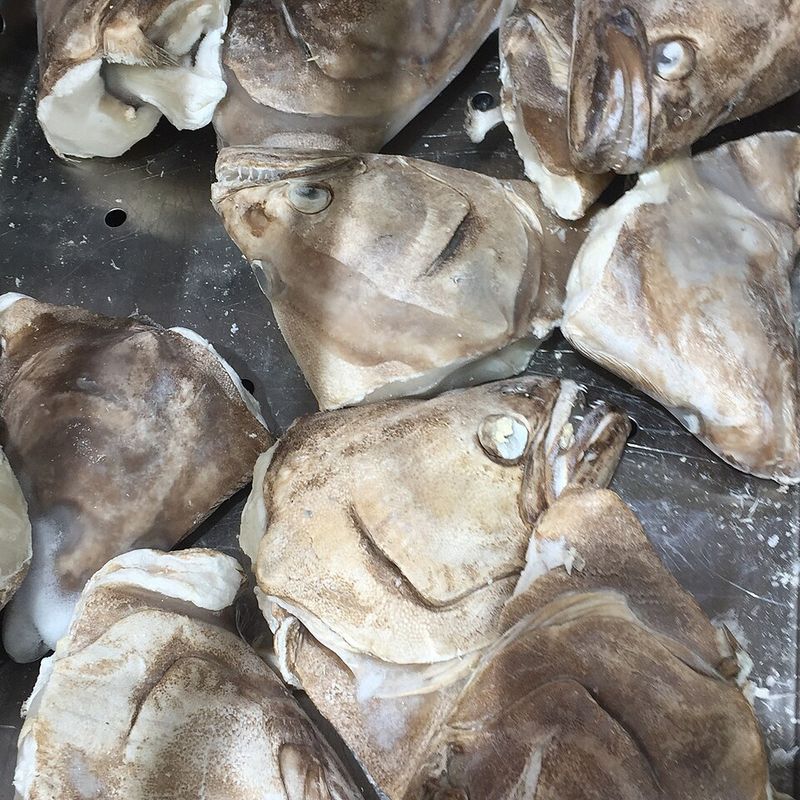 Fish That Swim Downward (e.g., flounder)