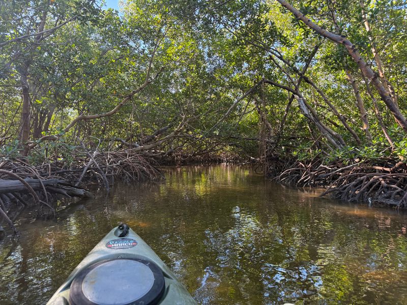 Kayaking the Mangrove Tunnels