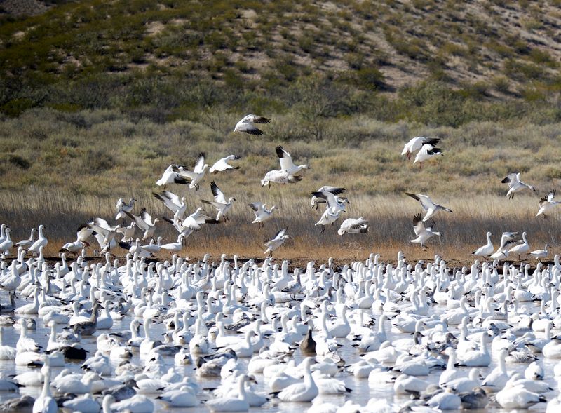 Bosque del Apache National Wildlife Refuge, New Mexico